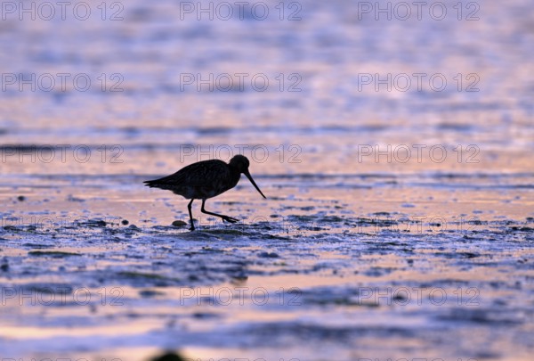 Pod-tailed woodcock (Limosa lapponica) in backlight on the beach, Texel, North Holland, the