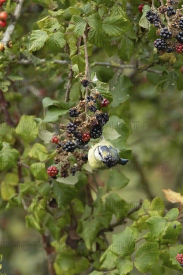 Blue tit (Cyanistes caeruleus) adult bird in a hedgerow feeding on blackberries in summer, England,