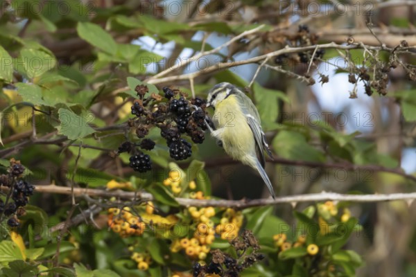 Blue tit (Cyanistes caeruleus) adult bird in a hedgerow feeding on blackberries in summer, England,