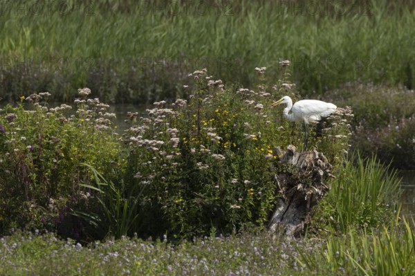 Great white egret (Ardea alba) adult bird on a tree stump amongst summer flowers, England, United