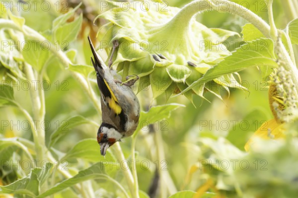European goldfinch (Carduelis carduelis) adult bird feeding on a sunflower seed in a field of