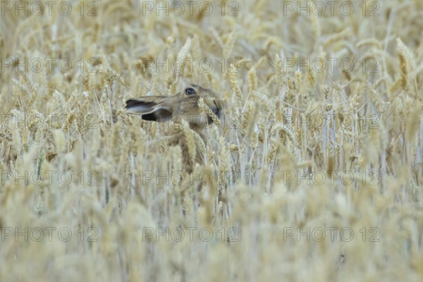 European brown hare (Lepus europaeus) adult animal feeding on a wheat sheath in a farmland field in