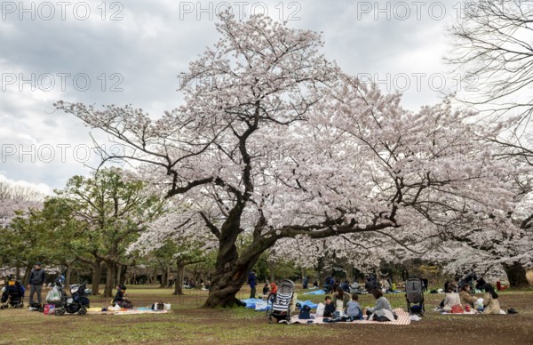 People picnicking under cherry blossoms in Yoyogi Park, Hanami Festival, Shibuya District, Tokyo,