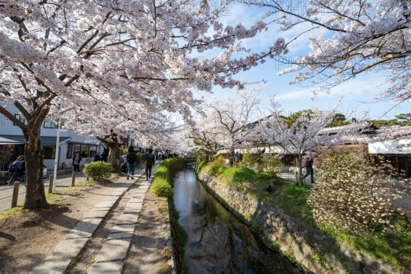 Footpath along a canal, cherry blossoms in spring, Philosopher's Path or Tetsugaku no michi, Kyoto,