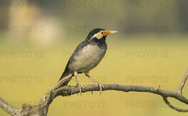 Indian pied myna (Gracupica contra) on a branch with a blurred natural background, Gazipur,