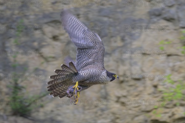 Peregrine falcon (Falco peregrinus), Peregrine falcon, flying with prey on a rock wall, biosphere