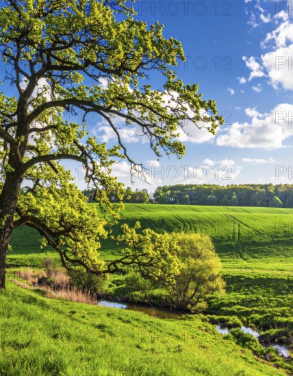 A serene landscape featuring a large tree by a stream at sunset with vibrant green grass and