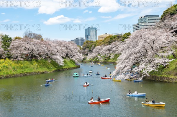 Chidorigafuchi Canal with rowing boats, blooming cherry trees on the shore, castle moat, Japanese