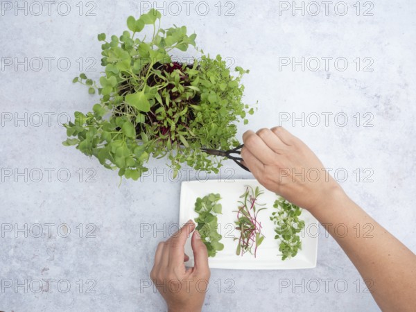 Hands picking fresh homegrown sprouts of arugula, beetroot and radishes from a small pot for a