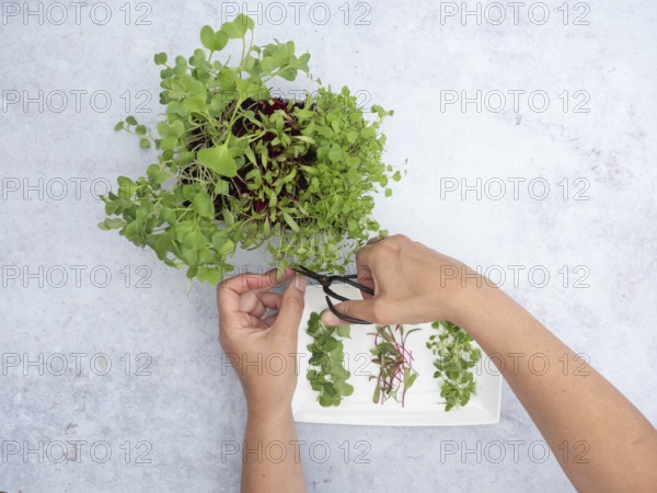 Hands cutting fresh homegrown sprouts of arugula, beetroot and radishes with scissors for a healthy