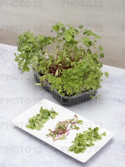 Homegrown microgreens including arugula, beetroot, and radish, thriving in a container and