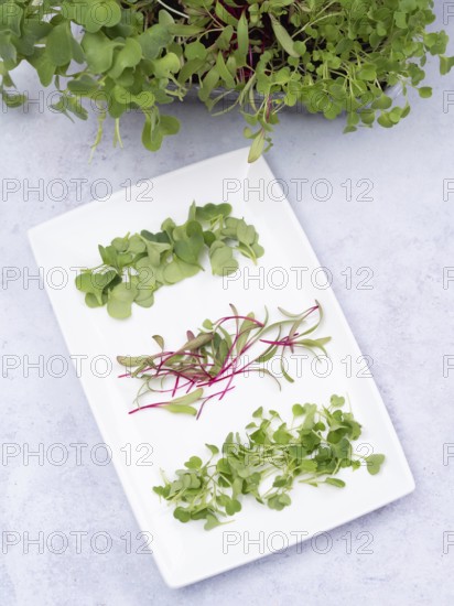 Homegrown microgreens of arugula, beetroot and radishes arranged on a white plate, promoting