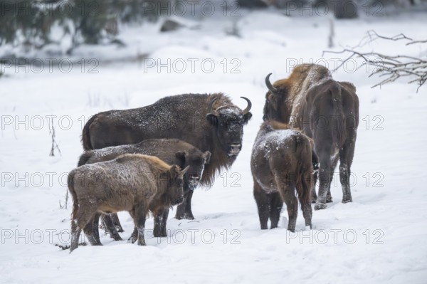 European bison (Bison bonasus) or Wisent standing on a meadow next to the forest in winter, snow,