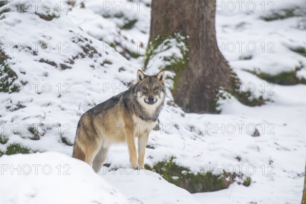 European gray wolf (Canis lupus lupus) standing in a forest in winter, snow, Bavaria, Germany
