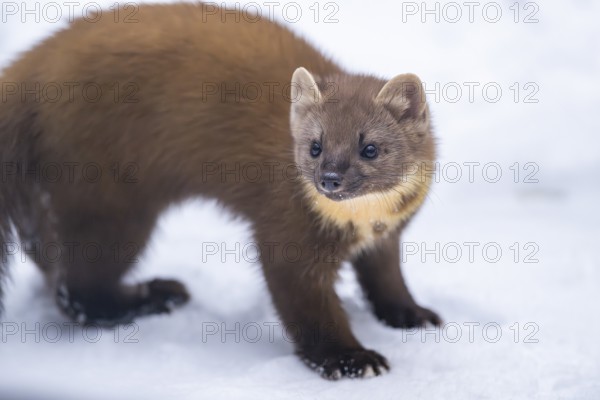 European pine marten (Martes martes) standing in the snow in winter, National Park Bavarian Forest,