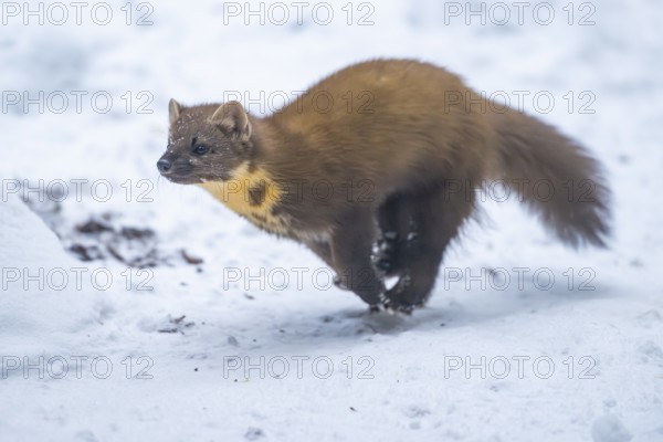 European pine marten (Martes martes) running in the snow in winter, National Park Bavarian Forest,