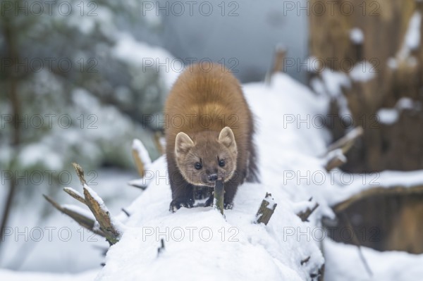 European pine marten (Martes martes) standing in the snow in winter, National Park Bavarian Forest,
