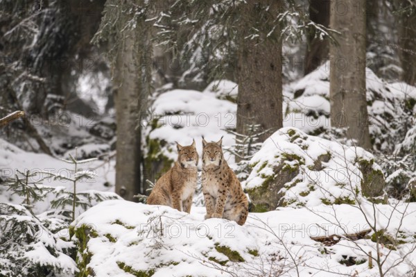 Eurasian lynx (Lynx lynx) sitting in a forest in winter, snow, Bavaria, Germany