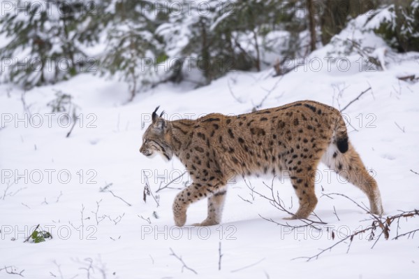 Eurasian lynx (Lynx lynx) walking in a forest in winter, snow, Bavaria, Germany