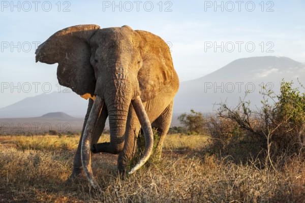 African elephant (Loxodonta africana) in picturesque landscape with the summit of Mount