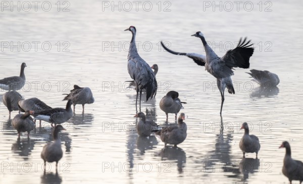 Cranes (Grus grus), cranes and gray geese (Anser anser) stand in the shallow water zone of a lake,