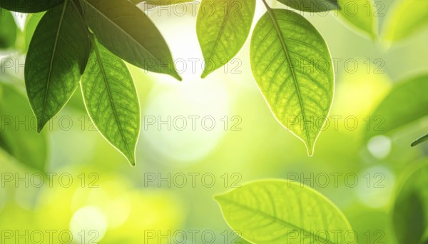 Natural green leaves plants, spring ans summer background cover page, golden soft light, green and