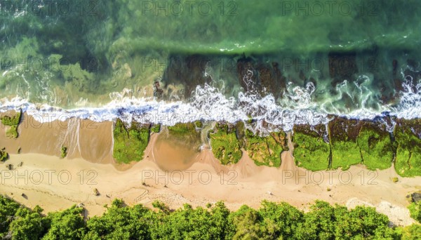 Green algae on the sandy shore of an ocean. Fascinating phenomenon of wild coastline with green
