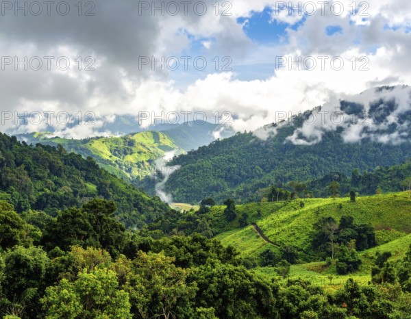 Banner background of tropical forest landscape scene, green wild jungle, cloudy sky at morning,