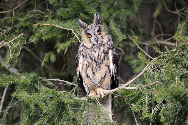 Long-eared owl (Asio otus), adult, on tree, in winter, alert, Bohemian Forest, Czech Republic,