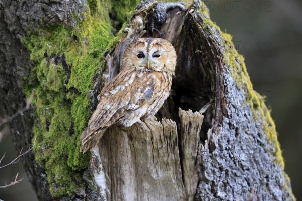 Tawny owl (Strix aluco), adult, perch, on tree, in winter, alert, Bohemian Forest, Czech Republic,