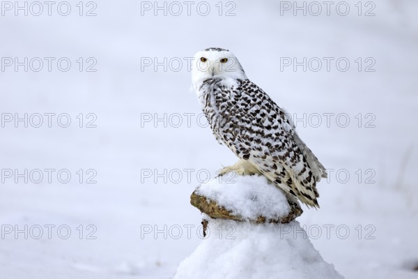 Snowy owl (Nyctea scandiaca), snowy owl, adult, alert, in snow, perch, in winter, Bohemian Forest,