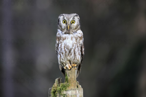 Roughfoot owl (Aegolius funereus), groufoot owl, adult, perch, alert, in winter, Bohemian Forest,