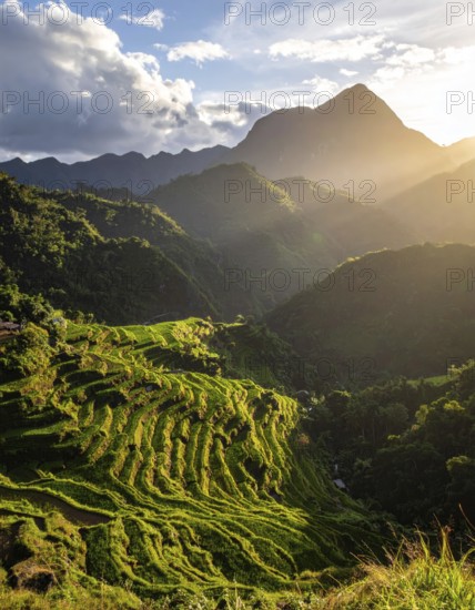 Early morning light bathes Philippines rice terraces cascading down mountain slopes, beautiful