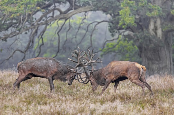 Two rutting red deer (Cervus elaphus) stags fighting by locking antlers during fierce mating battle