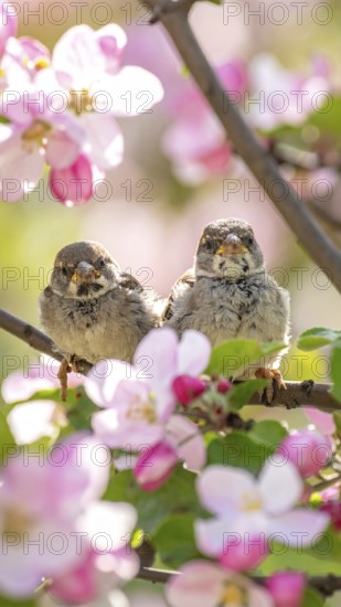 Small funny Sparrow Chicks sit in the garden surrounded by pink Apple blossoms on a Sunny may day,