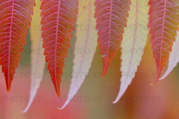 Vinegar tree (Rhus typhina) in autumn colors, autumn, Krauchenwies, Upper Danube nature park Park,
