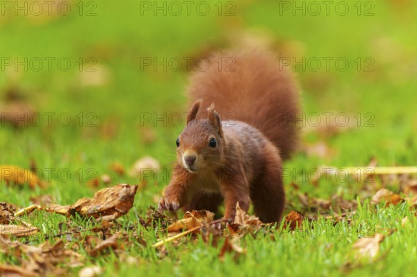 Squirrel (Sciurus vulgaris), wildlife, Germany
