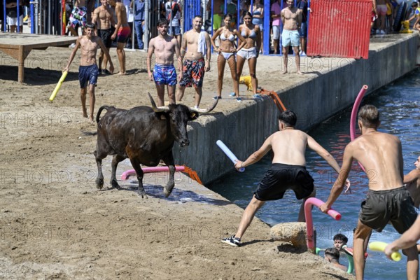 Bous a la Mar Fair, in English Bulls in the Sea, Bullfighting, Javea or Xàbia, Alicante Province,