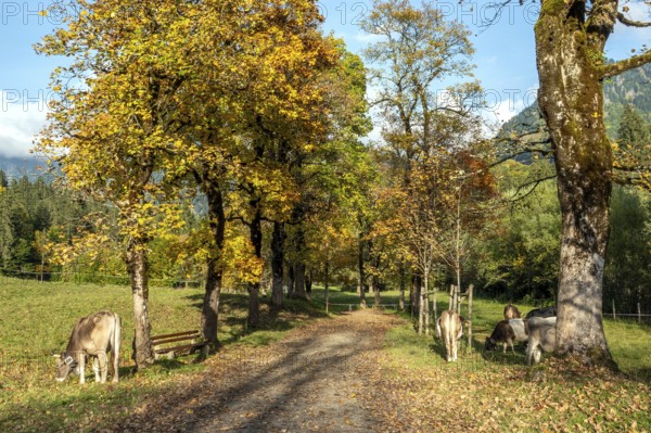 Autumn atmosphere, avenue with autumn-colored sycamore trees, Stillach Valley, near Heini-Klopfer