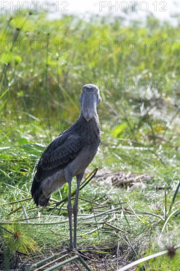 Shoebill (Balaeniceps rex) in the swamps of Mabamba between Papyrus, Lake Victoria, Uganda