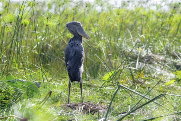 Shoebill (Balaeniceps rex) in the swamps of Mabamba between Papyrus, Lake Victoria, Uganda