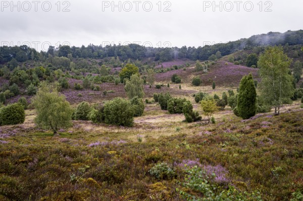 Purple flowering heath, broom heather and juniper bushes, Lüneburg Heath nature reserve, Lower