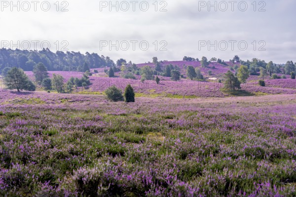 Purple flowering heath, heather and juniper bushes, Lüneburg Heath nature reserve, Lower Saxony,