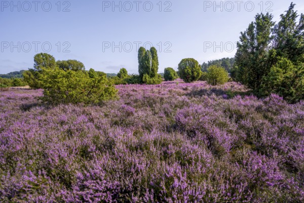 Purple flowering heath, broom heather and juniper bushes, in Totengrund, Wilsede Lüneburg Heath