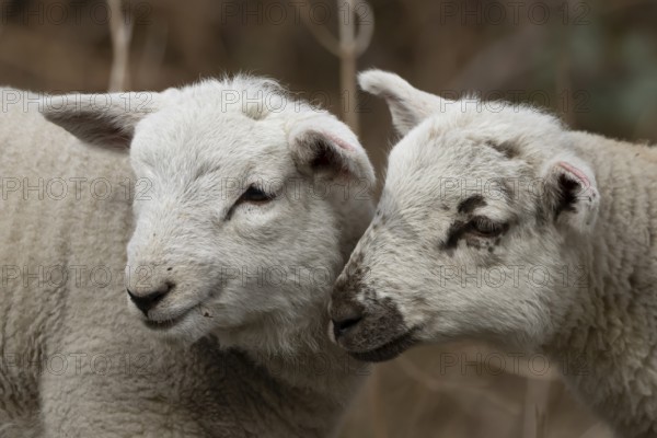 Domestic sheep (Ovis aries) two juvenile baby lambs farm animals greeting each other in spring,