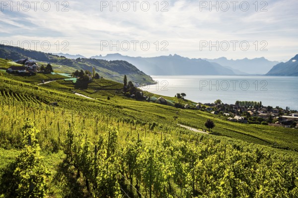 Picturesque village in the vineyards by the lake, Epesses, Lavaux, UNESCO World Heritage Site, Lake