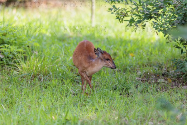 A female Red Forest Duiker (Cephalophus natalensis) stands in a green meadow, eating grass and