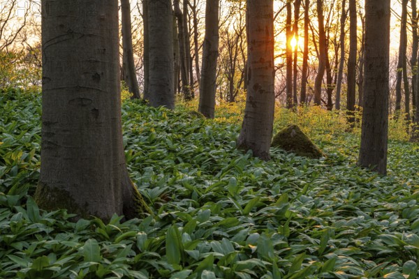The light of the sun shines in an idyllic beech forest in spring with lush green wild garlic on the