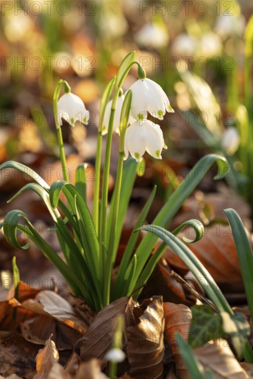 Close-up of spring knotweed (Leucojum vernum) in the forest, also known as marzenbecher, in