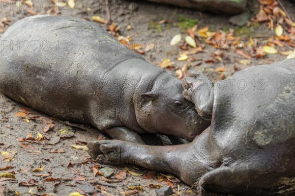 A female pygmy hippopotamus (Choeropsis liberiensis) nurses its calf. Liberia, West-Afrika